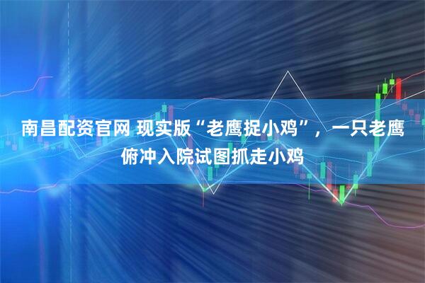 南昌配资官网 现实版“老鹰捉小鸡”，一只老鹰俯冲入院试图抓走小鸡